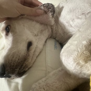 Well Groomed Pets - Ear bleeding - Pet Groomers Near Me - Las Vegas, Nevada Well Groomed Pets - Ear bleeding - Pet Groomers Near Me - Las Vegas, Nevada