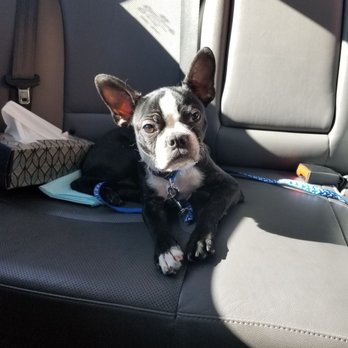 ALL DOGS GO TO BEV Updated May 2025 128 Photos 138 Reviews 3050 E Desert Inn Rd Las Vegas Nevada Pet Groomers Phone Number Yelp