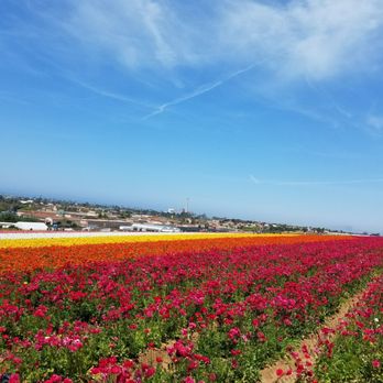 The Flower Fields - Venues & Event Spaces Near Me - Carlsbad, California