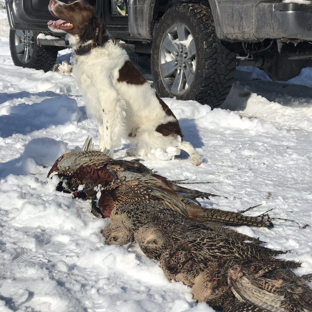 Wasatch Wing and Clay - Dog and hunt. - Wildlife Hunting Ranges Near Me - Cedar Fort, Utah