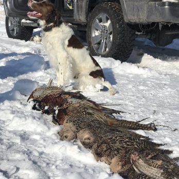 Wasatch Wing and Clay - Dog and hunt. - Wildlife Hunting Ranges Near Me - Cedar Fort, Utah