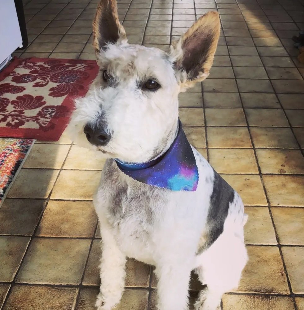 ALL FOUR PAWS DOG GROOMING Updated September 2024 43 Photos & 22 Reviews 8510 Pearl St