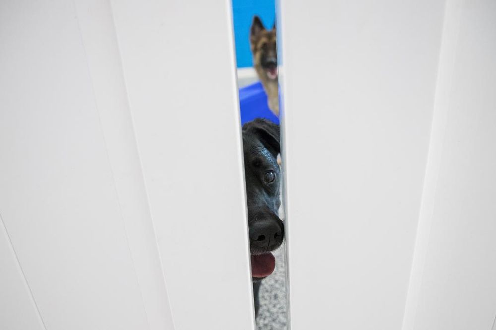 Hounds Town - Smyrna - pet boarding facility in Smyrna, TN