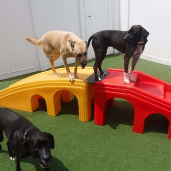 Camp Bow Wow - Puppies playing! - Pet Groomers Near Me - Columbia, Maryland