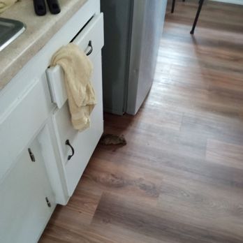 Swami International - This is the rat in my kitchen - Property Management Near Me - Gardena, California Swami International - This is the rat in my kitchen - Property Management Near Me - Gardena, California