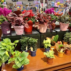 Begonias and other houseplants