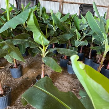 North Texas Palms & Pottery - Banana trees - Nurseries & Gardening Near Me - McKinney, Texas North Texas Palms & Pottery - Banana trees - Nurseries & Gardening Near Me - McKinney, Texas