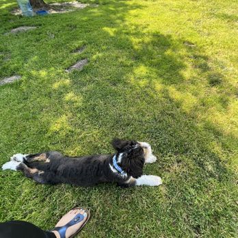 Paso Nogal Park - Archie's second time at a dog park. - Dog Parks Near Me - Pleasant Hill, California