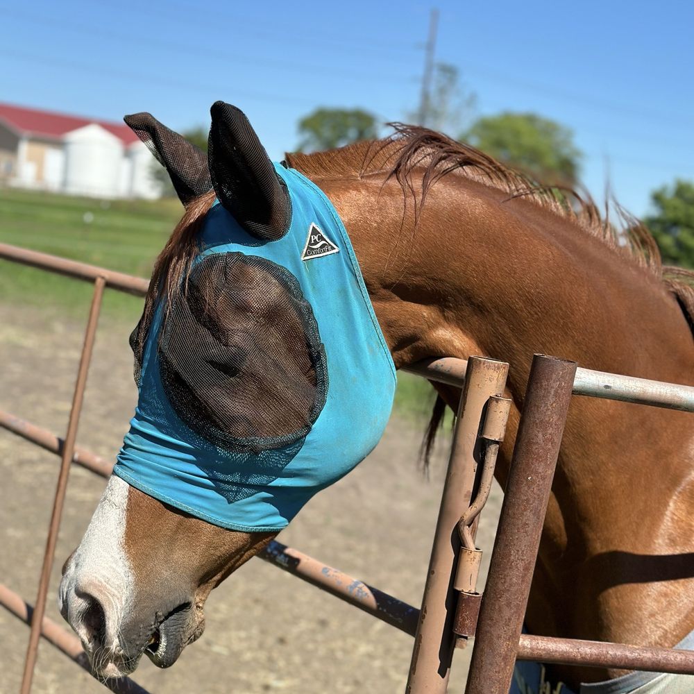 Matthias Arabians - Pajama horse. Been busy with some minor health issues but at 73, that's par for the course. - Horseback Riding Near Me - Norwalk, Iowa Matthias Arabians - Pajama horse. Been busy with some minor health issues but at 73, that's par for the course. - Horseback Riding Near Me - Norwalk, Iowa