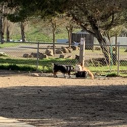 Phenix Dog Park - Dogs at the older watering station