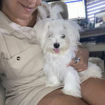 Puppy Boutique - Myself and toy Maltese - Pet Stores Near Me - Brooklyn, New York Puppy Boutique - Myself and toy Maltese - Pet Stores Near Me - Brooklyn, New York