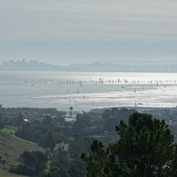 Point Tiburon Palm Tree - You can see it dead center of that shot, at the edge of land. Okay.. left of dead center.