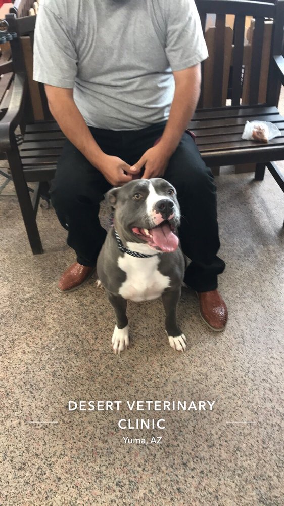 DESERT VETERINARY CLINIC 34 Photos & 60 Reviews 995 S 5th Ave, Yuma