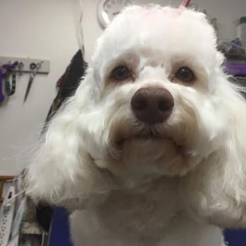 Doggie Mat - Pet Groomers Near Me - Chino, California Doggie Mat - Pet Groomers Near Me - Chino, California