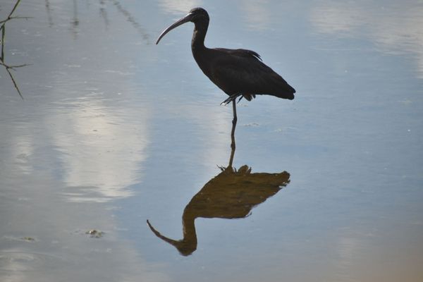 Green Cay Nature Center & Wetlands by null