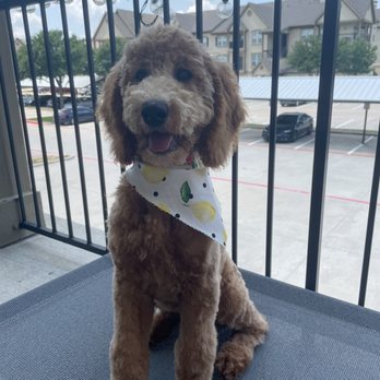 Stonebriar Grooming - After her haircut - Pet Groomers Near Me - Frisco, Texas Stonebriar Grooming - After her haircut - Pet Groomers Near Me - Frisco, Texas