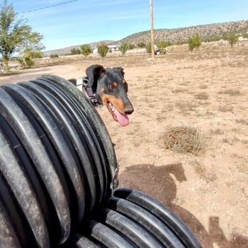 Willow Tree - Pet Training Near Me Willow Tree - Pet Training Near Me