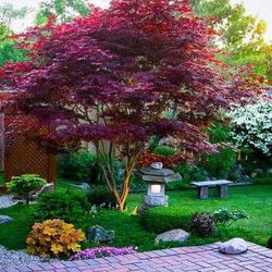 Martin's Landscaping - Maple for shade