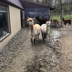 Mager Mountain Alpacas