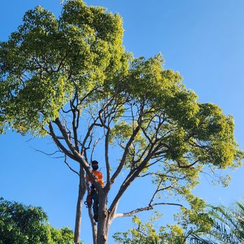 Big Mike & Sons' Tree Service - Andrew on the job, not afraid of height. - Tree Services Near Me - Costa Mesa, California Big Mike & Sons' Tree Service - Andrew on the job, not afraid of height. - Tree Services Near Me - Costa Mesa, California