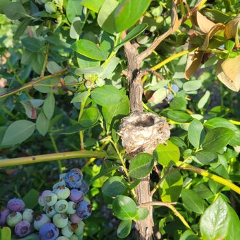 Temecula Berry - Hummingbird nest. - Farms Near Me - Temecula, California
