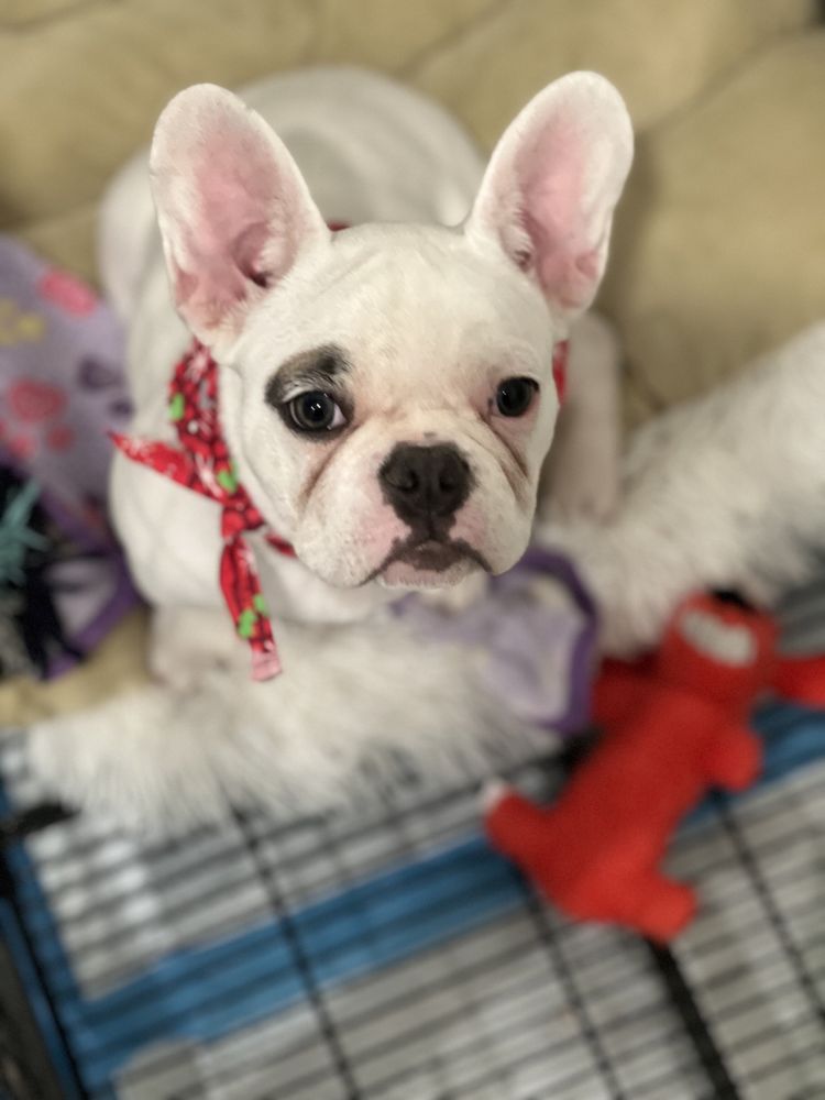 SHELDON ROAD GROOMERS Updated October 2024 71 Photos & 57 Reviews 8400 Sheldon Rd, Elk