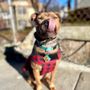 Photo of Community Canine
