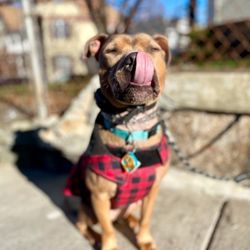 Community Canine