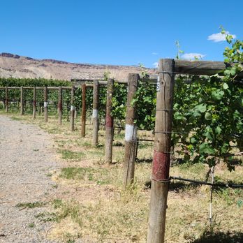 Restoration Vineyards - Grape vines - Wine Tasting Room Near Me - Palisade, Colorado