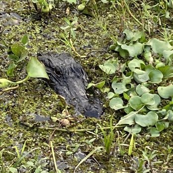 Airboat Adventures - Boat Tours Near Me - Lafitte, Louisiana