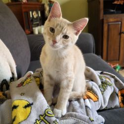 Wallingford Veterinary Hospital - This is Linus