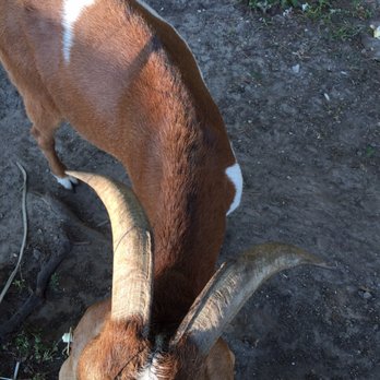 Georgia Peach World - Goat. - Specialty Food Near Me - Townsend, Georgia