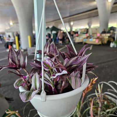 Sacramento’s Sunday Certified Farmers Market by null