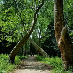Schloßpark Herten - Park