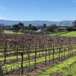 Miramar Vineyards