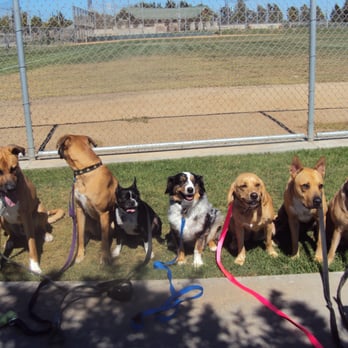 The Pet Care Crew - Dog Walkers Near Me The Pet Care Crew - Dog Walkers Near Me