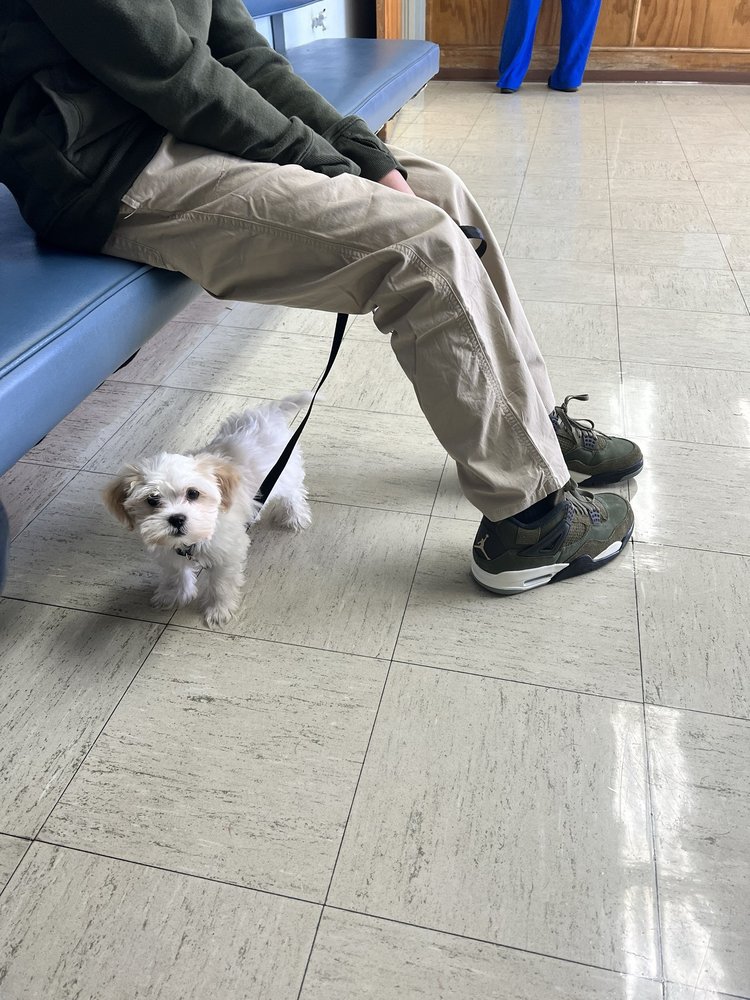 MT VERNON VETERINARY HOSPITAL Updated August 2024 44 Reviews 2120