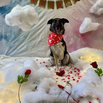 Canine Republic - Pet Groomers Near Me - Plano, Texas