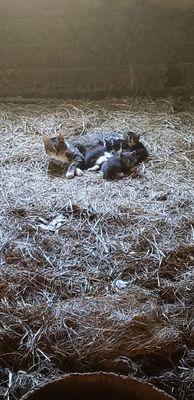 Secret Passage Ranch by null