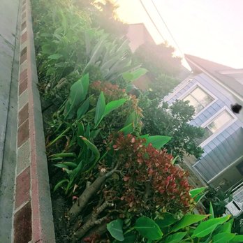 Armandos Gardening Service - Landscaping Near Me - Downey, California Armandos Gardening Service - Landscaping Near Me - Downey, California
