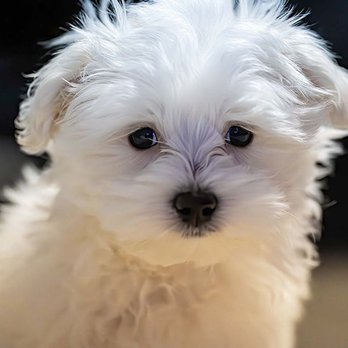 Patience's Puppies - Pet Stores Near Me - Townsend, Delaware Patience's Puppies - Pet Stores Near Me - Townsend, Delaware