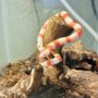 Photo of House of Exotics