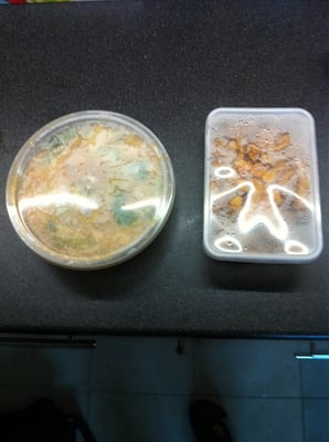 Noodle House by null