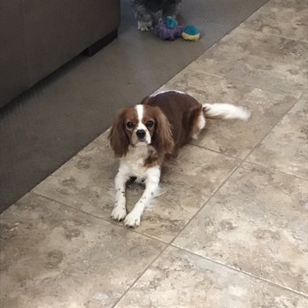 Elite Paw Spa - Pet Training Near Me - Chandler, Arizona