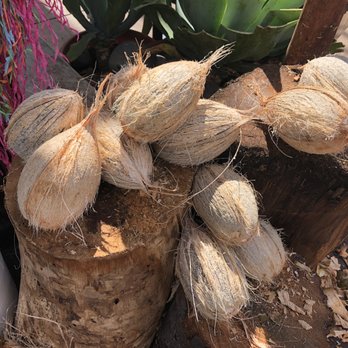 Coconut Connection - Husked coconuts - Juice Bars & Smoothies Near Me - Kihei, Hawaii