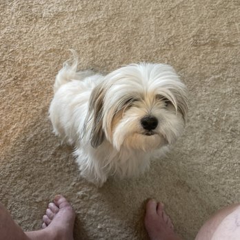 The Gray Dog - Before the groom - Pet Groomers Near Me - St. George, Utah The Gray Dog - Before the groom - Pet Groomers Near Me - St. George, Utah