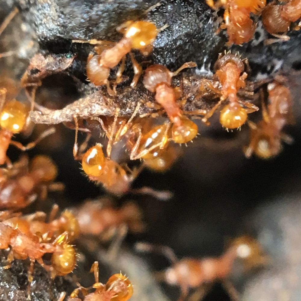 JUST FIRE ANTS Pepeekeo, Hawaii Lawn Services Phone Number Yelp