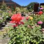 Sloat Garden Center