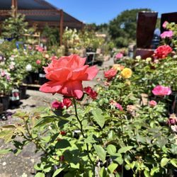 Sloat Garden Center