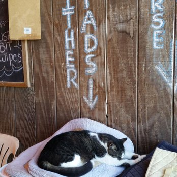Bookmark Farms - Barn cat Milo sleeping in the school tacking area. - Horseback Riding Near Me - Pataskala, Ohio Bookmark Farms - Barn cat Milo sleeping in the school tacking area. - Horseback Riding Near Me - Pataskala, Ohio